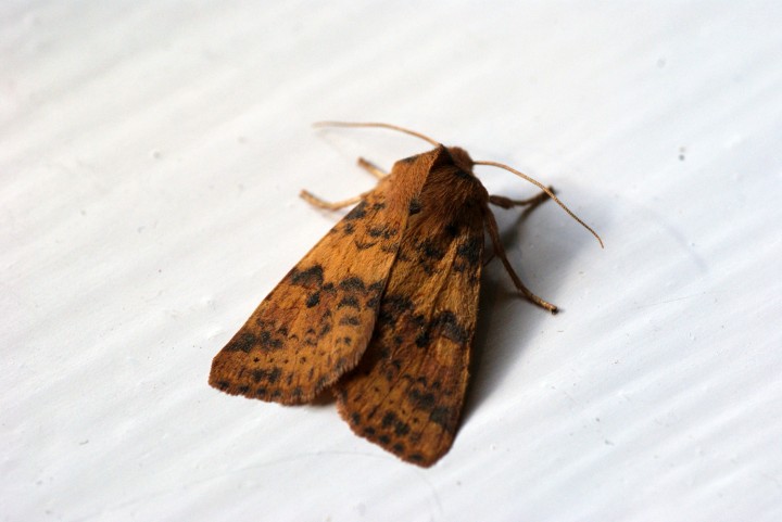 Dusky-lemon Sallow 2 Copyright: Ben Sale