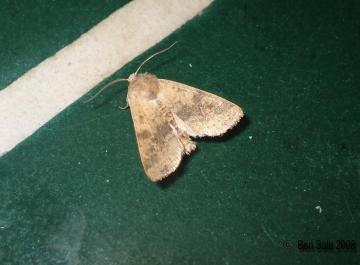 Dusky Lemon Sallow Copyright: Ben Sale