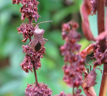 Dock Bug (Coreus marginatus) with nymph Copyright: Mel Jackson Bridge