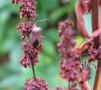 Dock Bug (Coreus marginatus) with nymph 