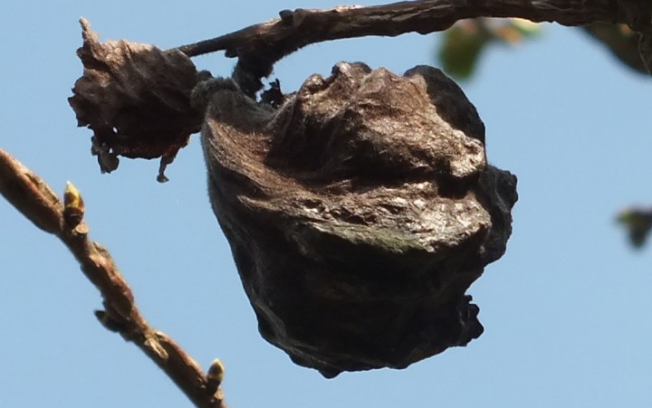 Elm Leaf Ballon Gall 1 Copyright: Peter Pearson