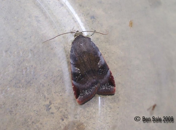 Lesser Broad-bordered Yellow Underwing 3 Copyright: Ben Sale