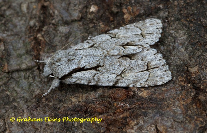 Dark Dagger  Acronicta tridens Copyright: Graham Ekins