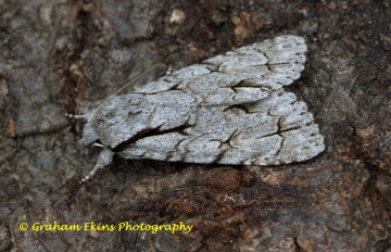 Dark Dagger  Acronicta tridens Copyright: Graham Ekins