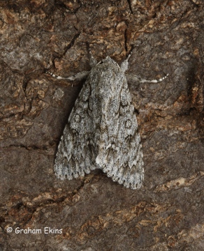 Acronicta aceris  Sycamore 6 Copyright: Graham Ekins