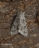 Acronicta aceris  Sycamore 6 Copyright: Graham Ekins