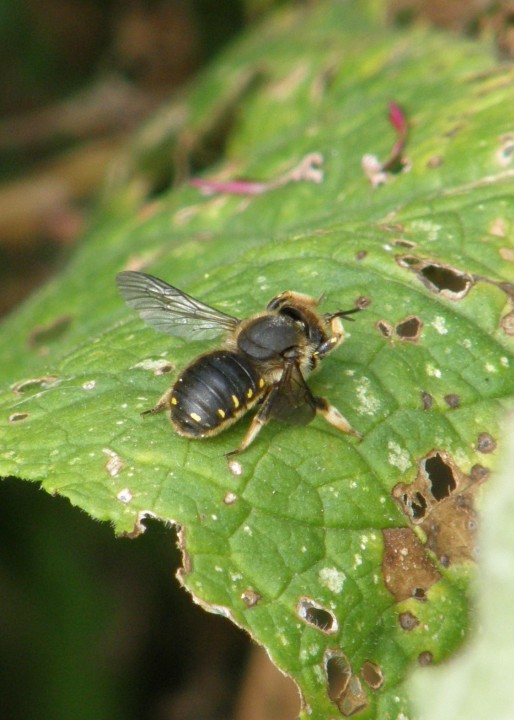 Anthidium manicatum Copyright: Sue Grayston