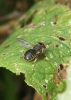 Anthidium manicatum Copyright: Sue Grayston