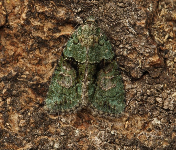 Tree-lichen Beauty 5 Copyright: Graham Ekins