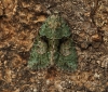 Tree-lichen Beauty 5 Copyright: Graham Ekins