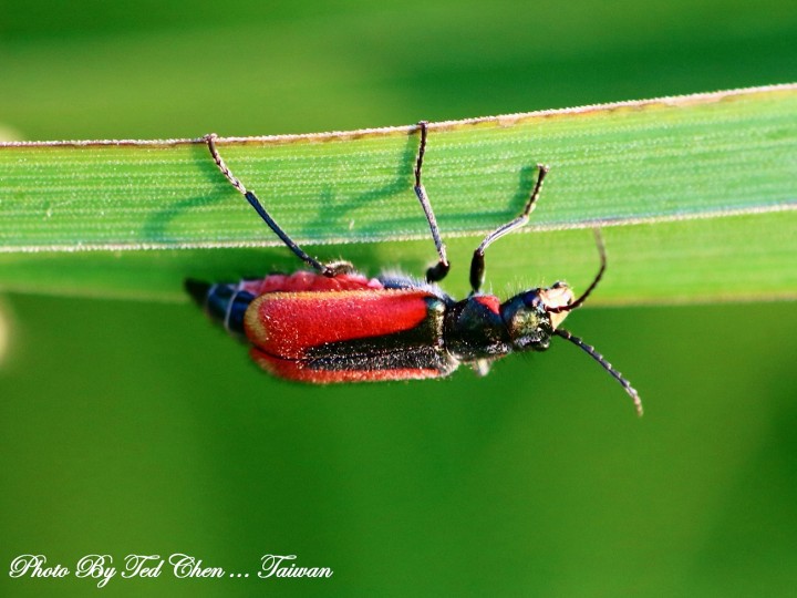 Malachius aeneus at Giethoorn 2 Copyright: Ted Chen