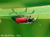 Malachius aeneus at Giethoorn 2 