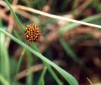 Araneus spiderlings-2 