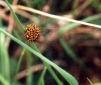 Araneus spiderlings-2 Copyright: Frederick Linehan