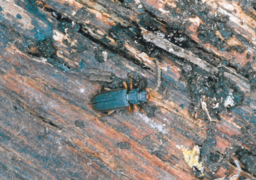 Uleiota planatus Copyright: Roger Payne