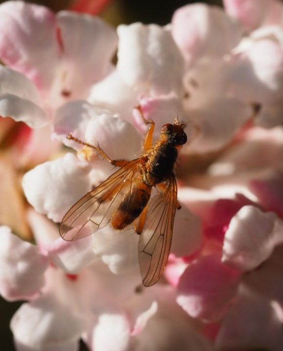 Scathophaga inquinata (male) Copyright: Daniel Blyton