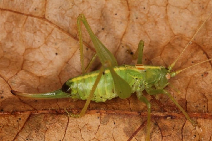 Meconema meridionale female Copyright: Peter Harvey