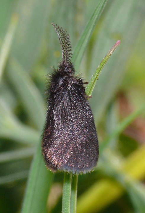 Epichnopterix plumella Copyright: Peter Furze