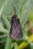 Epichnopterix plumella Copyright: Peter Furze