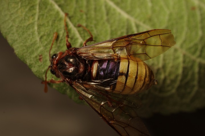 Cimbex connatus Copyright: James Northfield