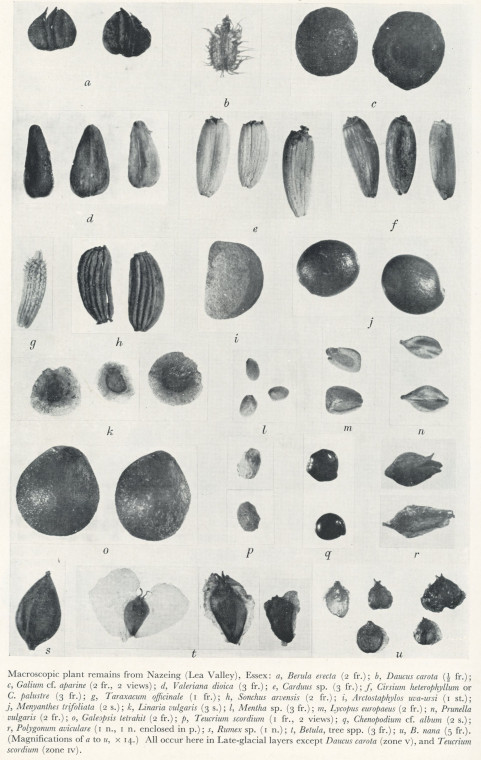 Macroscopic Plant Remains 2 Nazeing Late Glacial Copyright: H Godwin 1956