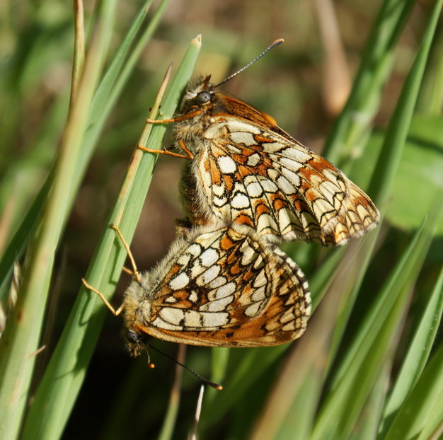 Heath Fritillary in cop Copyright: Robert Smith, 2009