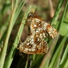 Heath Fritillary in cop