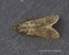 Diurnea fagella 7 Copyright: Graham Ekins