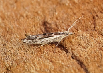 Ypsolopha scabrella 3 Copyright: Ben Sale