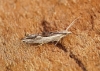 Ypsolopha scabrella 3 Copyright: Ben Sale