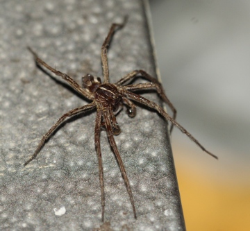 Pisaura mirabilis adult male Copyright: Robert Smith