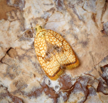 Acleris forsskaleana 1 Copyright: Ben Sale