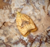 Acleris forsskaleana 1