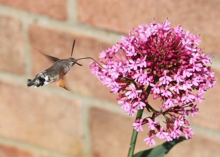 Humming bird lookalike Copyright: Sue Grayston