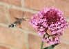 Humming bird lookalike Copyright: Sue Grayston