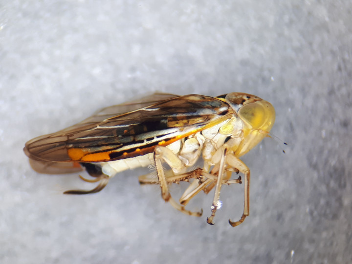 Idiocerus stigmaticalis Copyright: Adrian Knowles