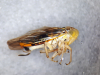 Idiocerus stigmaticalis