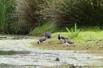 Lapwing 2 Copyright: Graham Smith