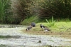 Lapwing 2 