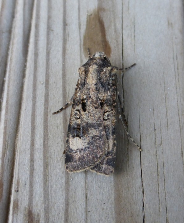 Crescent Dart. Copyright: Stephen Rolls