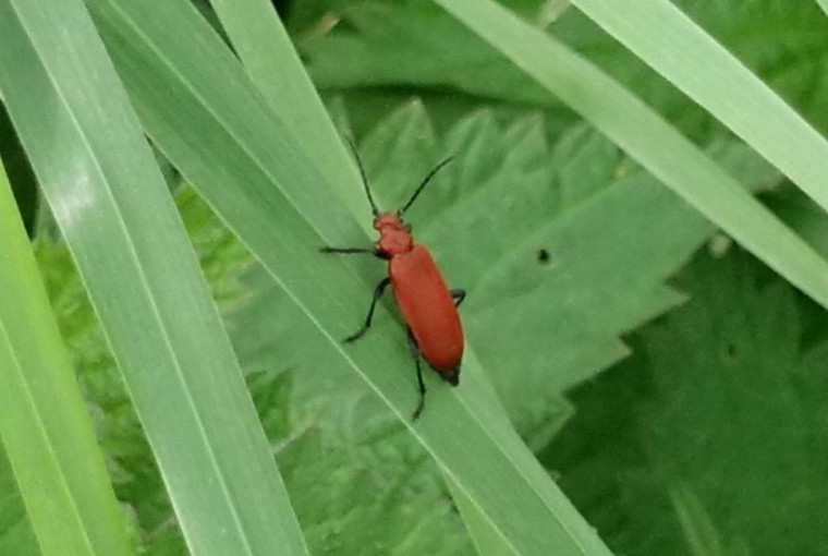 Cardinal beetle Copyright: Peter Squire