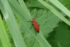 Cardinal beetle Copyright: Peter Squire