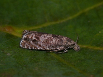 Dichrorampha plumbana 2 Copyright: Peter Furze