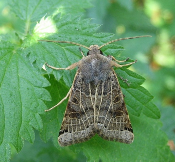 Lunar Underwing 2. Copyright: Stephen Rolls