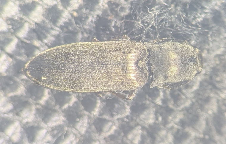 Aplotarsus incanus Copyright: Robert Smith