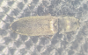 Aplotarsus incanus