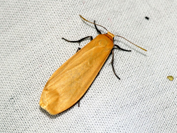 Orange Footman 3 Copyright: Ben Sale