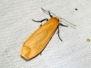 Orange Footman 3