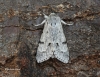 Acronicta leporina   Miller 3 Copyright: Graham Ekins