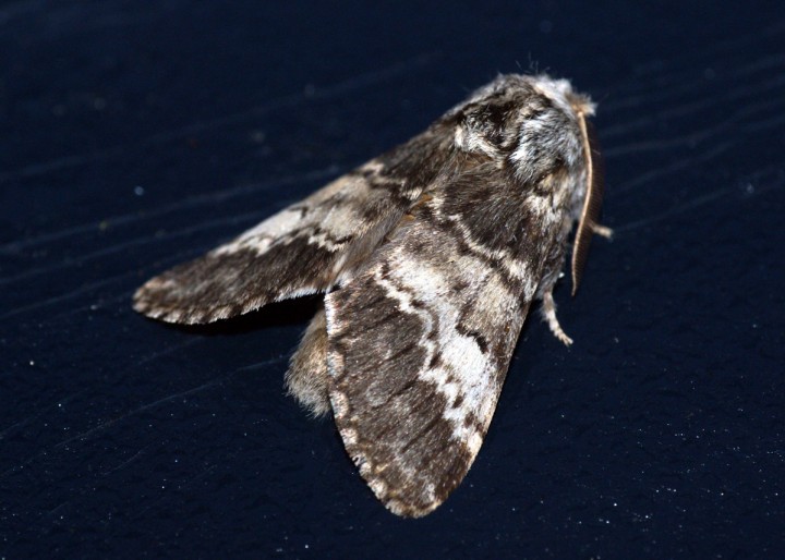 Lunar Marbled Brown Copyright: Ben Sale